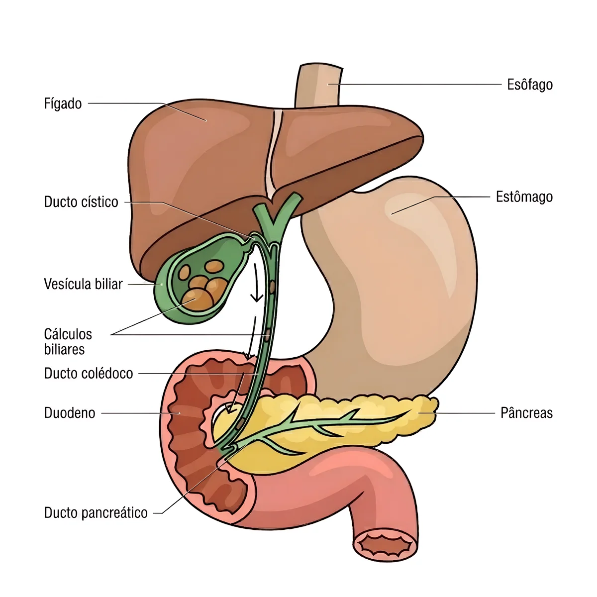 Anatomia do fígado, estômago, vesícula, pâncreas e duodeno Anatomia do fígado, estômago, vesícula, pâncreas e duodeno